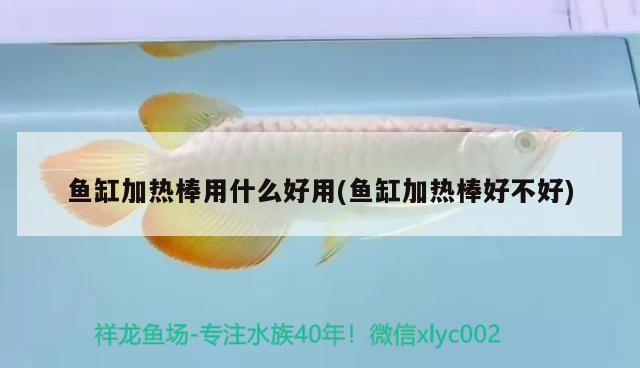 魚缸加熱棒用什么好用(魚缸加熱棒好不好) 黃金達(dá)摩魚