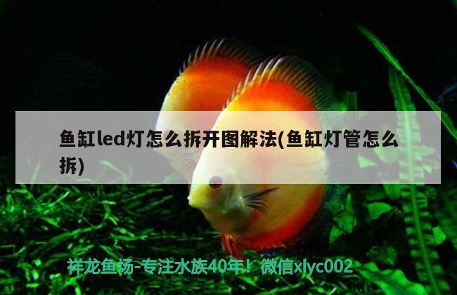 魚缸led燈怎么拆開圖解法(魚缸燈管怎么拆) 一眉道人魚苗