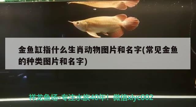 金魚缸指什么生肖動(dòng)物圖片和名字(常見金魚的種類圖片和名字) 朱巴利魚