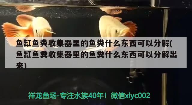 魚缸魚糞收集器里的魚糞什么東西可以分解(魚缸魚糞收集器里的魚糞什么東西可以分解出來) 肺魚