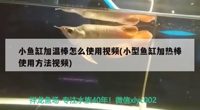 小魚(yú)缸加溫棒怎么使用視頻(小型魚(yú)缸加熱棒使用方法視頻) 巨骨舌魚(yú)