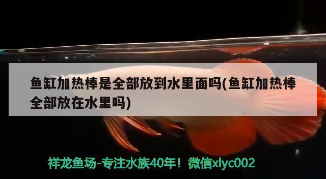 魚缸加熱棒是全部放到水里面嗎(魚缸加熱棒全部放在水里嗎) 祥龍超血紅龍魚