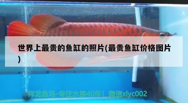 世界上最貴的魚缸的照片(最貴魚缸價格圖片) 和尚魚