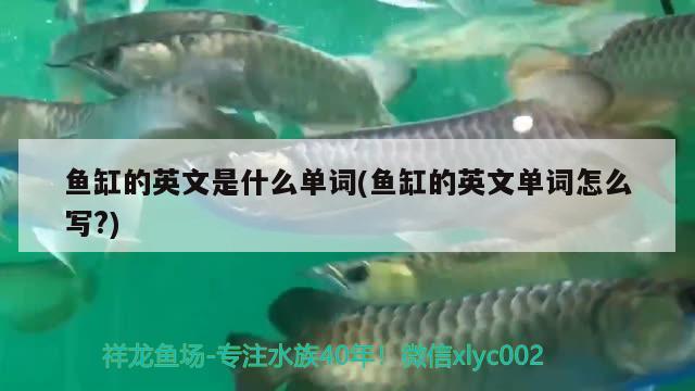 魚缸的英文是什么單詞(魚缸的英文單詞怎么寫?) 進(jìn)口元寶鳳凰魚