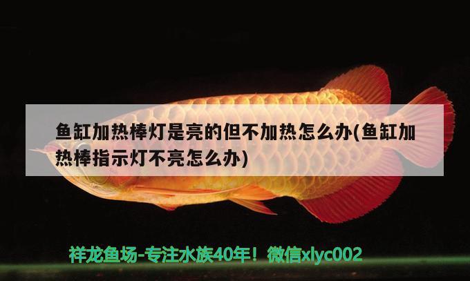 魚缸加熱棒燈是亮的但不加熱怎么辦(魚缸加熱棒指示燈不亮怎么辦)