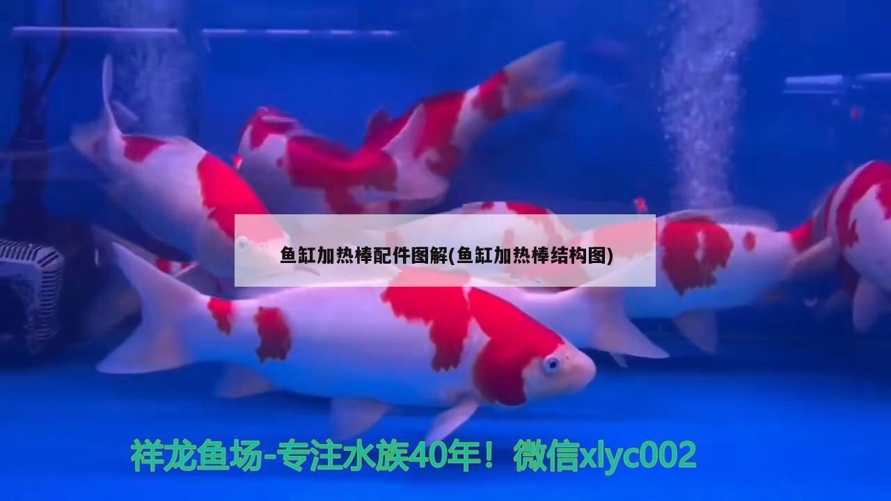 魚缸加熱棒配件圖解(魚缸加熱棒結構圖) 蘇虎苗（蘇門答臘虎魚苗）