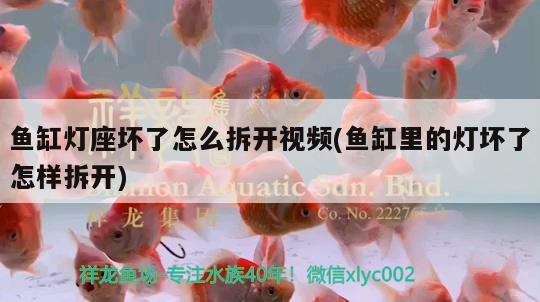 魚缸燈座壞了怎么拆開視頻(魚缸里的燈壞了怎樣拆開) 帝王迷宮魚