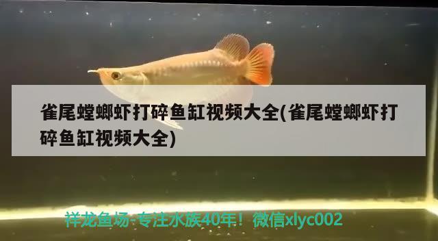 雀尾螳螂蝦打碎魚缸視頻大全(雀尾螳螂蝦打碎魚缸視頻大全)