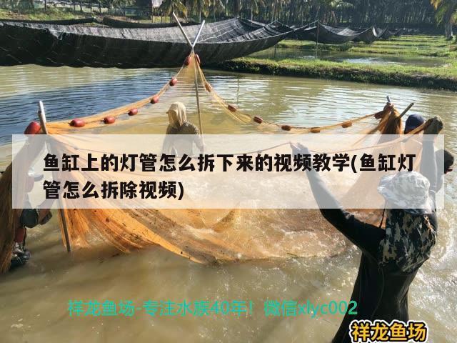 魚缸上的燈管怎么拆下來的視頻教學(xué)(魚缸燈管怎么拆除視頻)