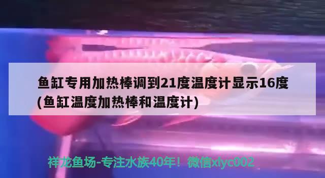 魚(yú)缸專用加熱棒調(diào)到21度溫度計(jì)顯示16度(魚(yú)缸溫度加熱棒和溫度計(jì)) 電鰻