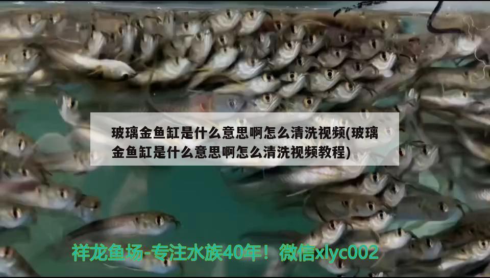 玻璃金魚缸是什么意思啊怎么清洗視頻(玻璃金魚缸是什么意思啊怎么清洗視頻教程) 白子關(guān)刀魚