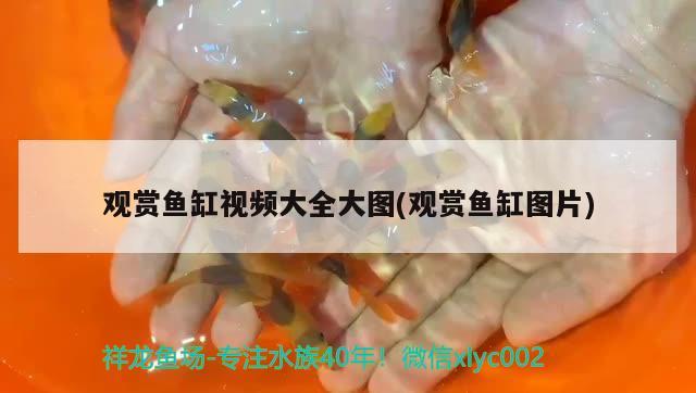 觀賞魚缸視頻大全大圖(觀賞魚缸圖片) 蘇虎