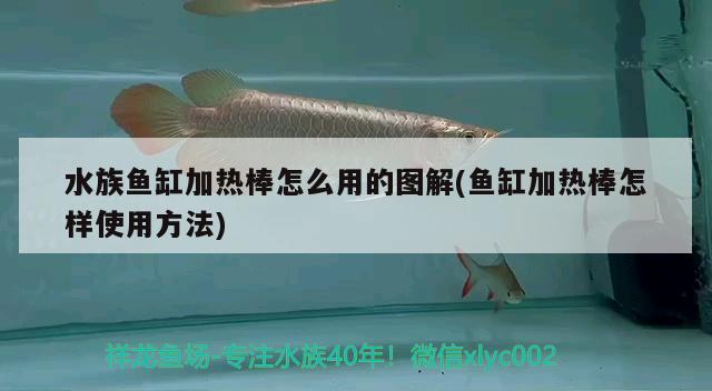 水族魚缸加熱棒怎么用的圖解(魚缸加熱棒怎樣使用方法) 印尼虎苗