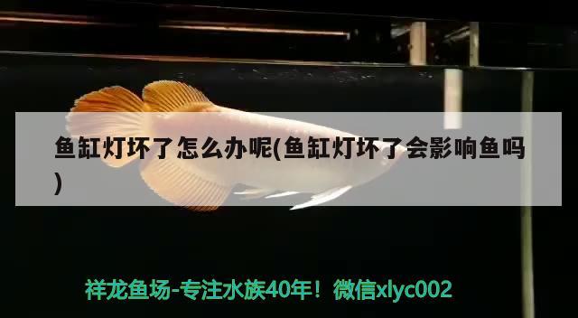 魚缸燈壞了怎么辦呢(魚缸燈壞了會影響魚嗎) 魟魚百科