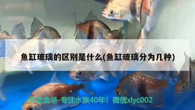 魚缸玻璃的區(qū)別是什么(魚缸玻璃分為幾種) 祥龍龍魚魚糧