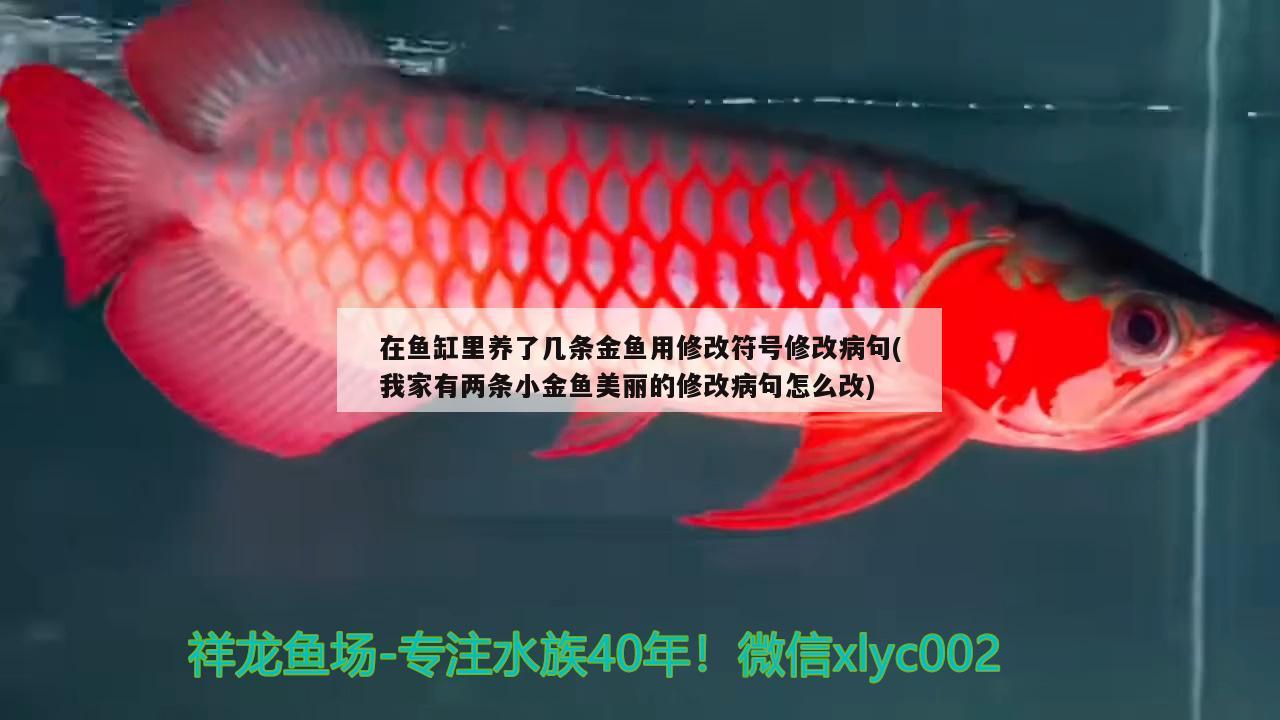 在魚缸里養(yǎng)了幾條金魚用修改符號修改病句(我家有兩條小金魚美麗的修改病句怎么改)