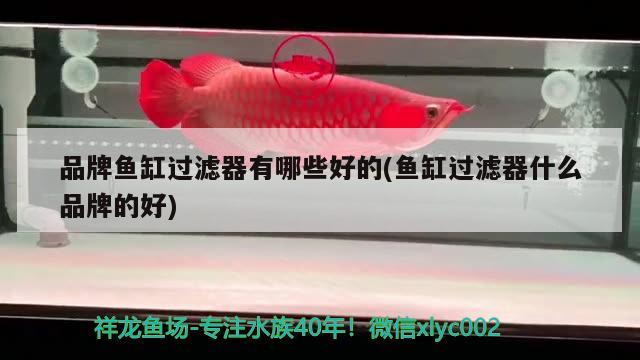 品牌魚缸過濾器有哪些好的(魚缸過濾器什么品牌的好) 成吉思汗鯊（球鯊）魚