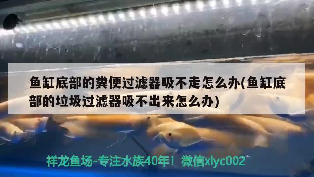 魚缸底部的糞便過濾器吸不走怎么辦(魚缸底部的垃圾過濾器吸不出來怎么辦)