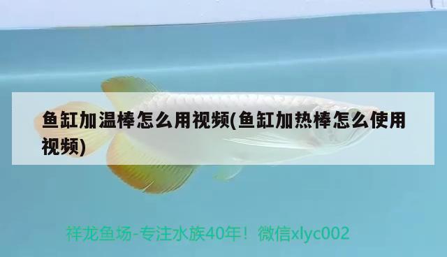 魚缸加溫棒怎么用視頻(魚缸加熱棒怎么使用視頻)