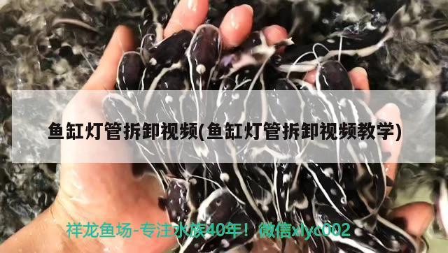 魚缸燈管拆卸視頻(魚缸燈管拆卸視頻教學(xué))