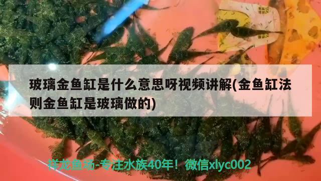 玻璃金魚缸是什么意思呀視頻講解(金魚缸法則金魚缸是玻璃做的) 紅勾銀版魚