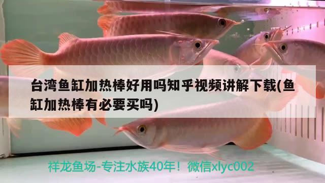 臺灣魚缸加熱棒好用嗎知乎視頻講解下載(魚缸加熱棒有必要買嗎) 紅尾平克魚