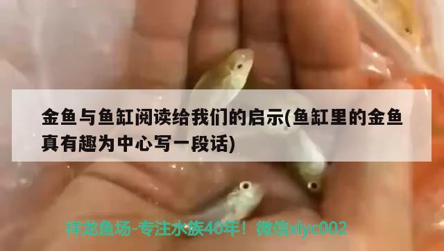 金魚與魚缸閱讀給我們的啟示(魚缸里的金魚真有趣為中心寫一段話) 黃金眼鏡蛇雷龍魚