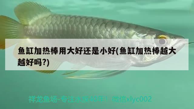 魚缸加熱棒用大好還是小好(魚缸加熱棒越大越好嗎?)