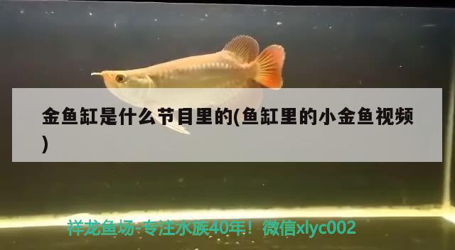 金魚缸是什么節(jié)目里的(魚缸里的小金魚視頻) 祥龍進口元寶鳳凰魚