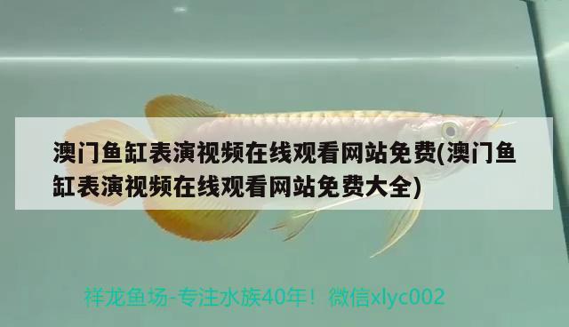 澳門魚缸表演視頻在線觀看網(wǎng)站免費(fèi)(澳門魚缸表演視頻在線觀看網(wǎng)站免費(fèi)大全)