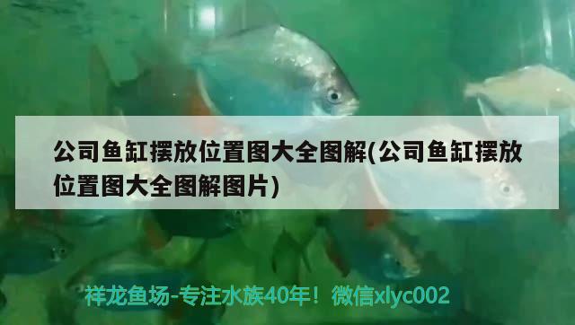 公司魚缸擺放位置圖大全圖解(公司魚缸擺放位置圖大全圖解圖片)