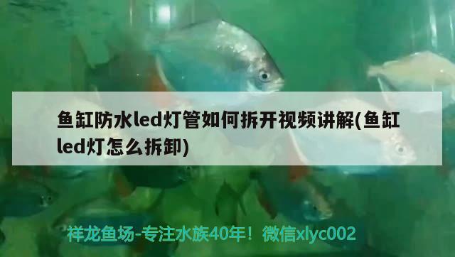 魚缸防水led燈管如何拆開視頻講解(魚缸led燈怎么拆卸) 廣州觀賞魚魚苗批發(fā)市場