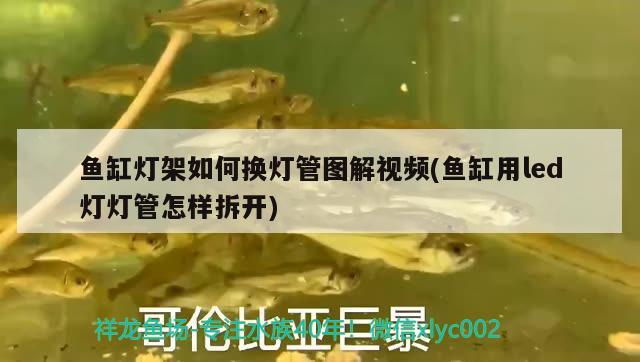 魚缸燈架如何換燈管圖解視頻(魚缸用led燈燈管怎樣拆開) 魚缸百科