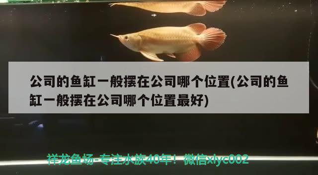 公司的魚缸一般擺在公司哪個(gè)位置(公司的魚缸一般擺在公司哪個(gè)位置最好)