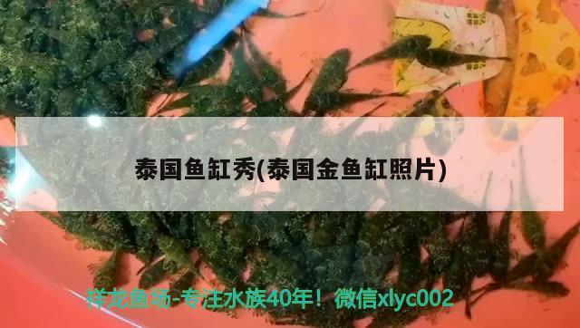 泰國魚缸秀(泰國金魚缸照片) 廣州水族批發(fā)市場(chǎng)