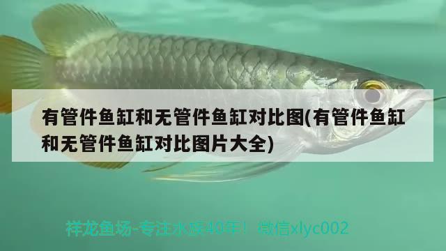 有管件魚缸和無管件魚缸對比圖(有管件魚缸和無管件魚缸對比圖片大全)