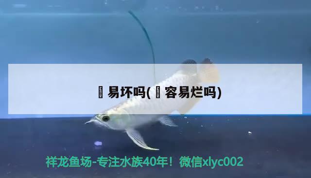 鱹易壞嗎(?容易爛嗎) 魟魚百科