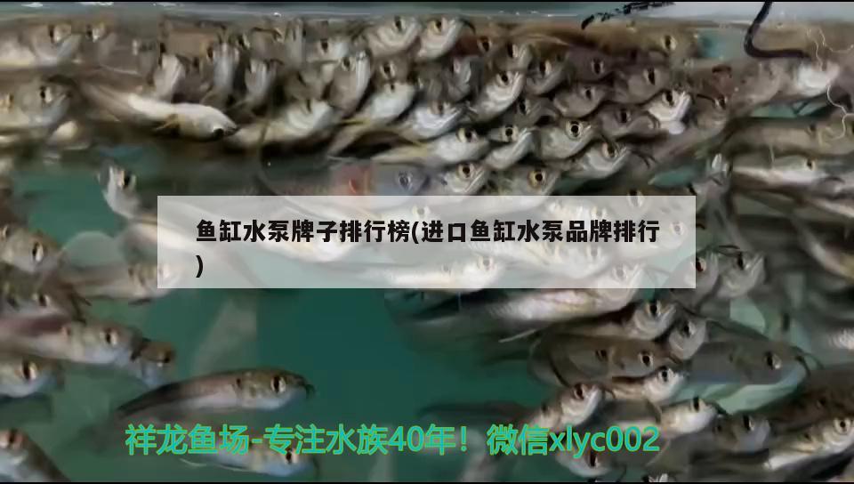 魚缸水泵牌子排行榜(進(jìn)口魚缸水泵品牌排行)