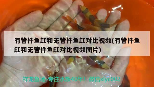 有管件魚缸和無管件魚缸對比視頻(有管件魚缸和無管件魚缸對比視頻圖片)