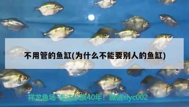 不用管的魚缸(為什么不能要別人的魚缸) 觀賞魚市場