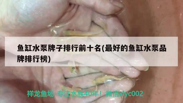 魚缸水泵牌子排行前十名(最好的魚缸水泵品牌排行榜) 魚缸水泵 第3張