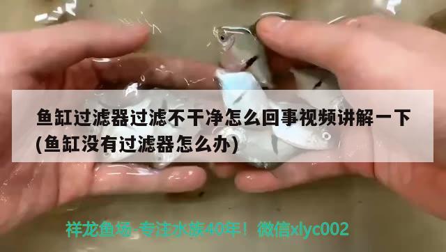 魚缸過濾器過濾不干凈怎么回事視頻講解一下(魚缸沒有過濾器怎么辦)