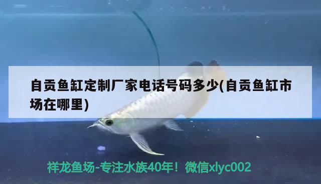 自貢魚(yú)缸定制廠家電話號(hào)碼多少(自貢魚(yú)缸市場(chǎng)在哪里)