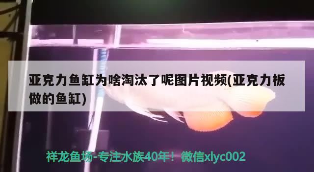 亞克力魚缸為啥淘汰了呢圖片視頻(亞克力板做的魚缸) 黃金鴨嘴魚