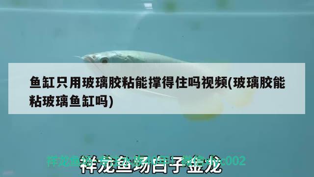 魚缸只用玻璃膠粘能撐得住嗎視頻(玻璃膠能粘玻璃魚缸嗎)