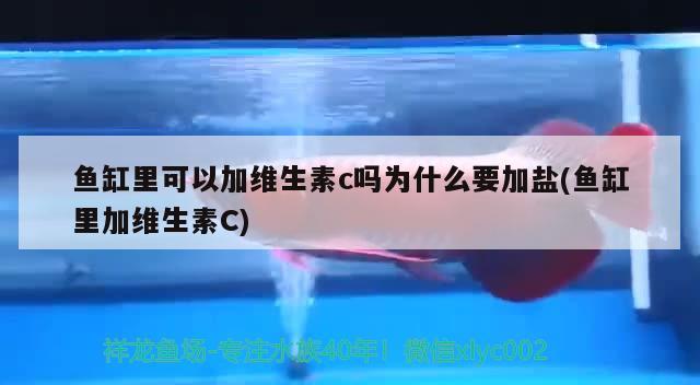 魚缸里可以加維生素c嗎為什么要加鹽(魚缸里加維生素C) 申古銀版魚