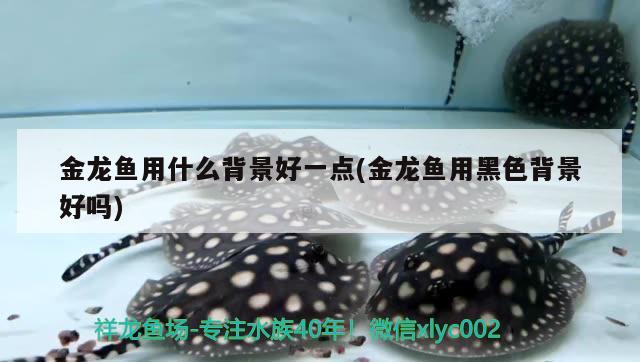 金龍魚(yú)用什么背景好一點(diǎn)(金龍魚(yú)用黑色背景好嗎) 飛鳳魚(yú)