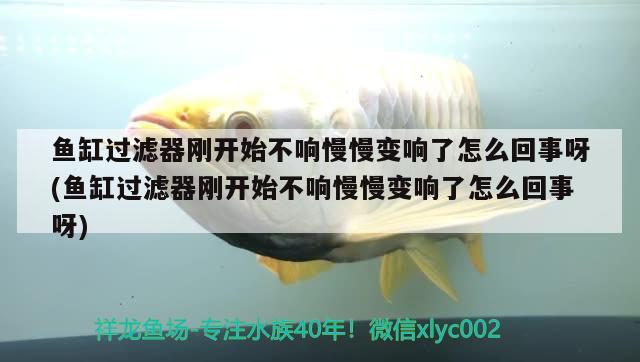 魚缸過濾器剛開始不響慢慢變響了怎么回事呀(魚缸過濾器剛開始不響慢慢變響了怎么回事呀) 印尼虎苗