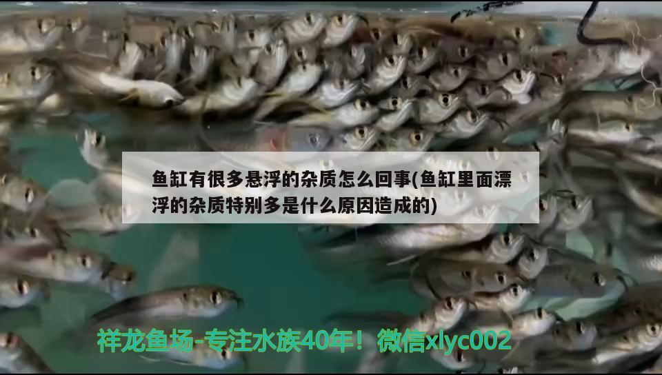 魚缸有很多懸浮的雜質(zhì)怎么回事(魚缸里面漂浮的雜質(zhì)特別多是什么原因造成的)