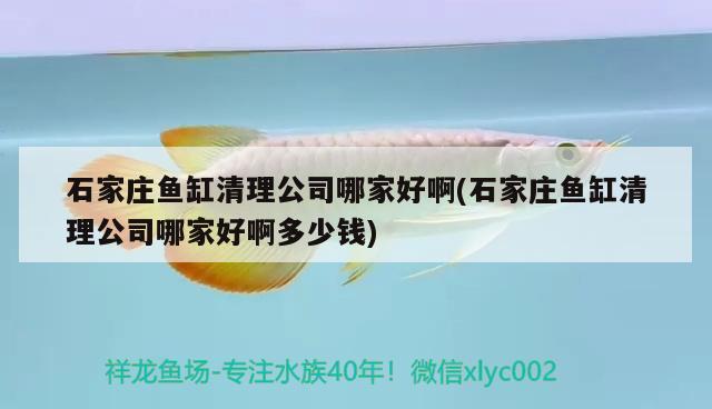 石家莊魚(yú)缸清理公司哪家好啊(石家莊魚(yú)缸清理公司哪家好啊多少錢(qián))